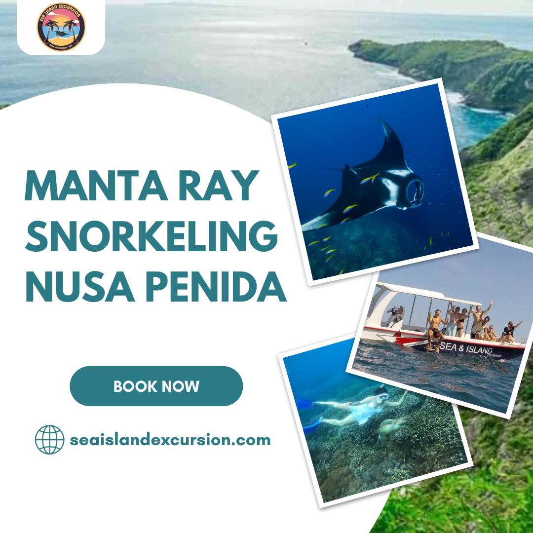 Manta Ray Snorkeling Nusa Penida